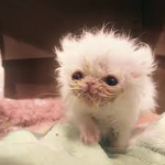 Kittenbiet1's Group Group Thumbnail