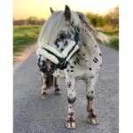 - maisies riding boutique -