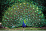 Peacock masters