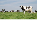 Mighty Cows United!
