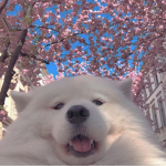 blush pups