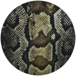 Snake Skin 2