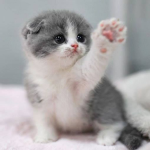 Mittens:3