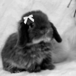 Bunnīes