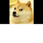 doge fanclub (only join if you LOVE doge)