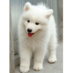 samoyed big fans