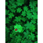 ~Clover group~