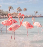Flamingo group<3