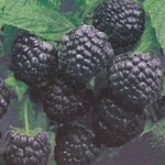 Black Rasberry Clothes and Hair