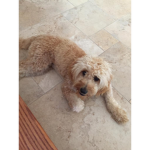 My dog! Is so cute
