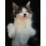 Super Awesome Cats