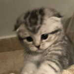 Cat army XOXO