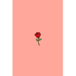 mini roses