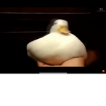 Birb, B orb Barb,