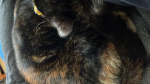 Cute kitty meows