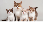 Cattycandybell animals