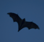 batclan !!