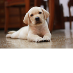 Cute puppy squad for life!