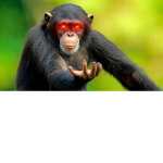 Monke army :D