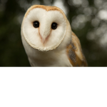 Owl city Fan group :)