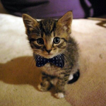 I Love Cats The Best Group Ever Must Join PLEASE!!