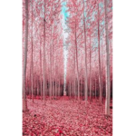 Pink forest honestore