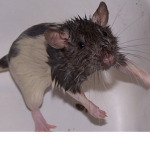 Wet Ratz