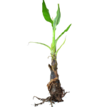 Banana Root
