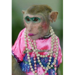 monkey see monkey do 132