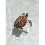 Angelic Turtles
