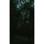Lonely Creatures