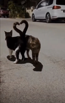 cute cat my