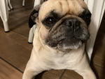 pugs United _1