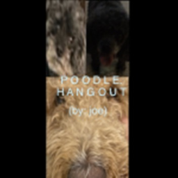 Poodle Hangout