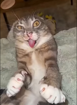 freak cat