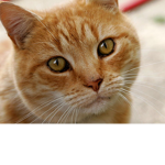 Katz ru13