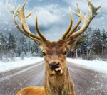 GOOFY DEERS UNITED