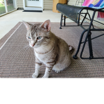 CATS FOREVER 2021