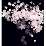 桜暴走族