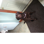 All doggy’s welcome