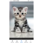 Kitty and diamond