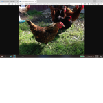 chicken!!!@?!!!!!@@!!!