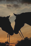 Westbrook stables