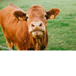 Join IF you like the WoRd Vaca