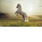 That Equestrian group