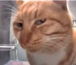 The Cat_Squad