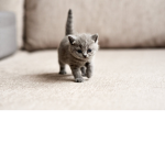the kittens club yas