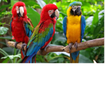 Parrot ugc