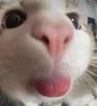-Cats in Pickles-