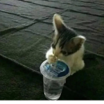 c u t i e